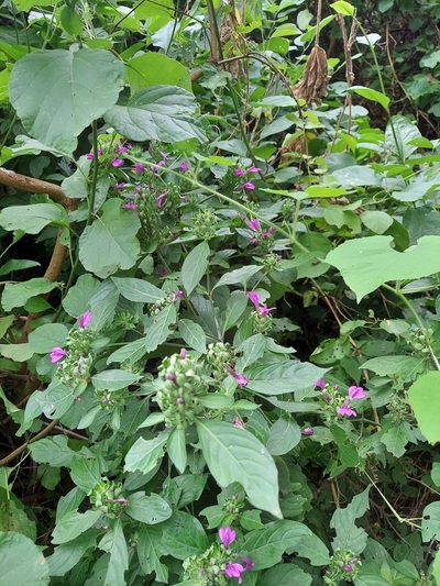 Justicia carthaginensis, photographed by Adam Pitcher