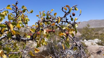 Prunus fremontii