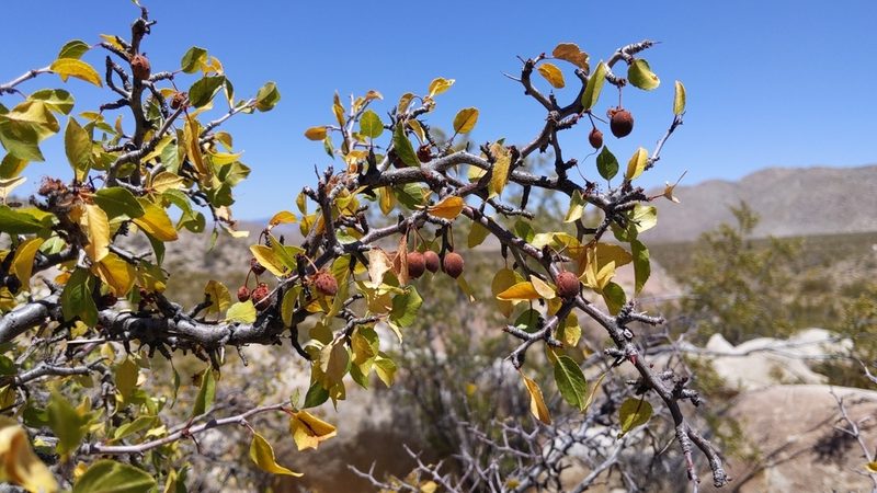 Prunus fremontii, photographed by velodrome