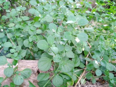 Salpichroa origanifolia, photographed by Leon Perrie