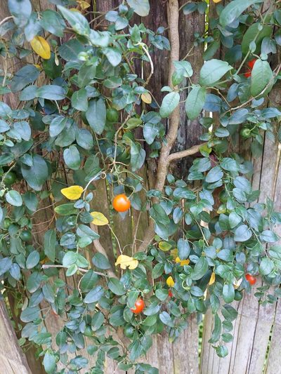Solanum brevifolium, photographed by Adam Pitcher