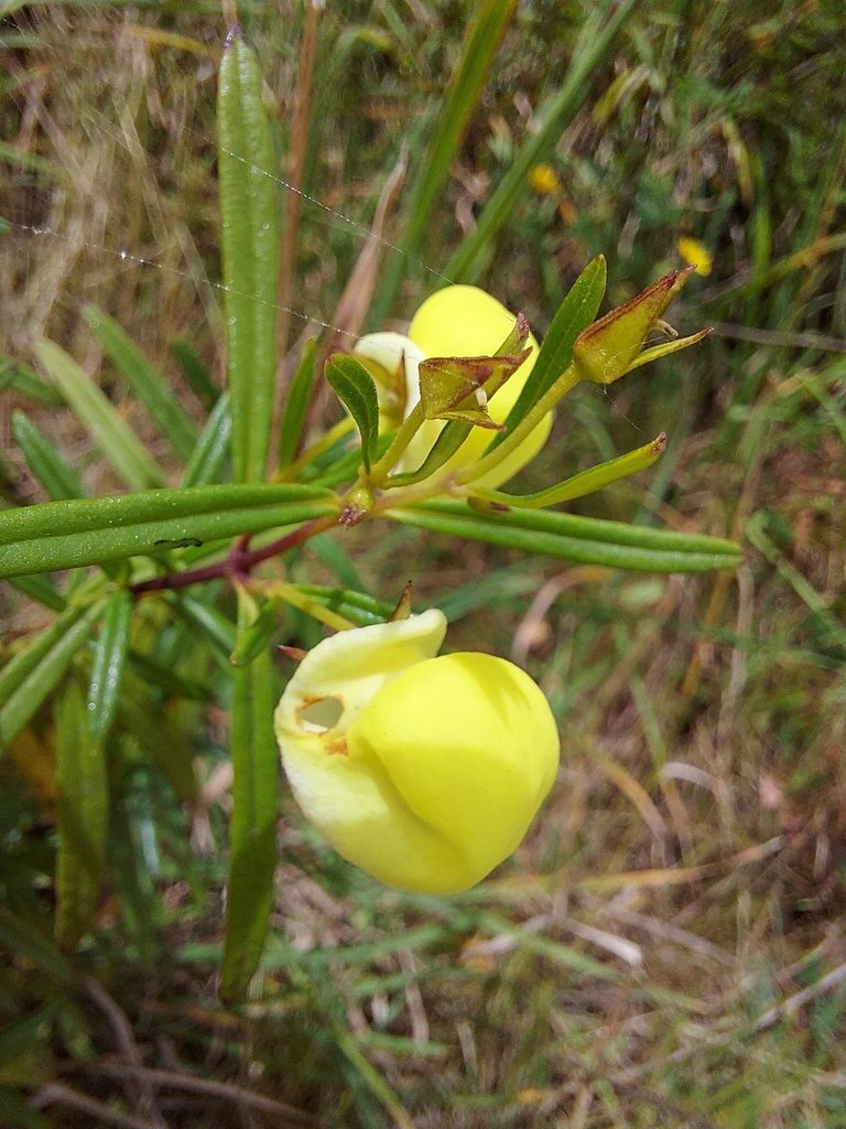 Calceolaria hyssopifolia, photographed by Adam Pitcher