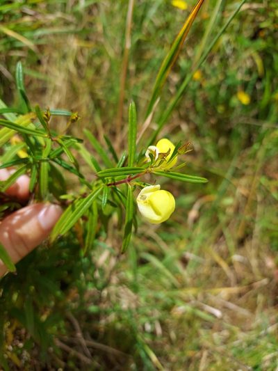 Calceolaria hyssopifolia, photographed by Adam Pitcher