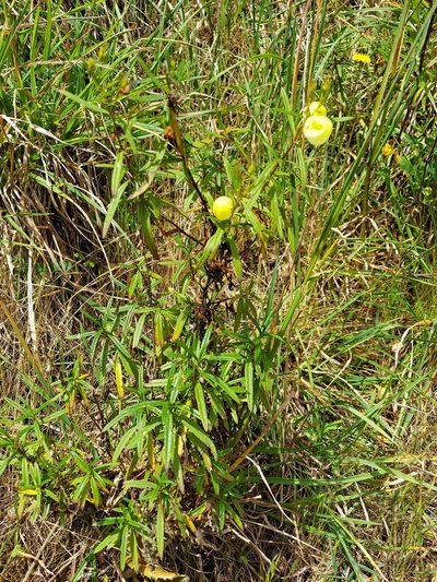 Calceolaria hyssopifolia, photographed by Adam Pitcher