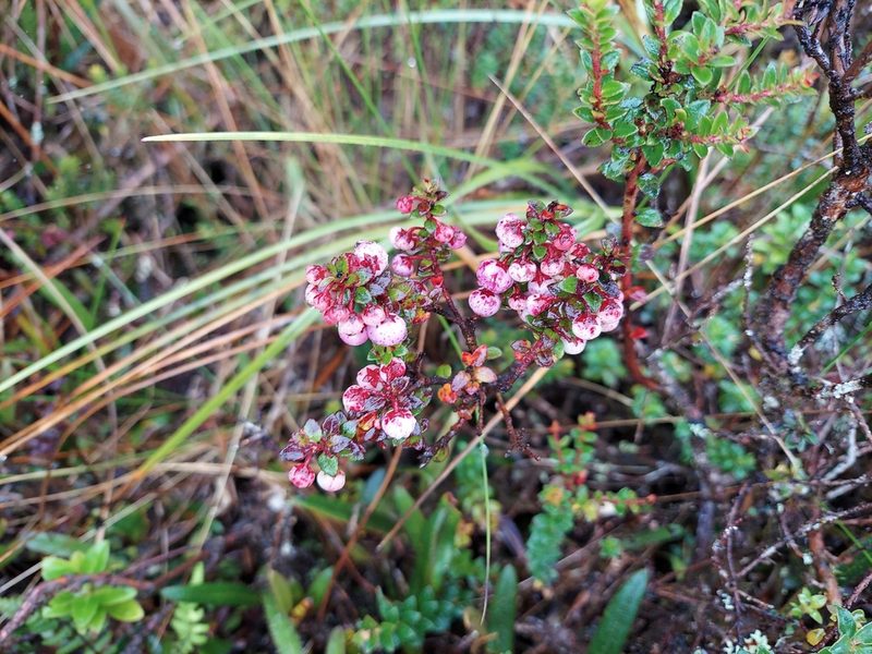 Gaultheria myrsinoides, photographed by Adam Pitcher