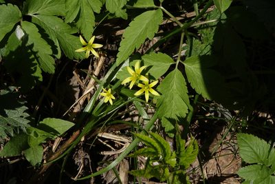 Gagea granulosa, photographed by Oleg Kosterin