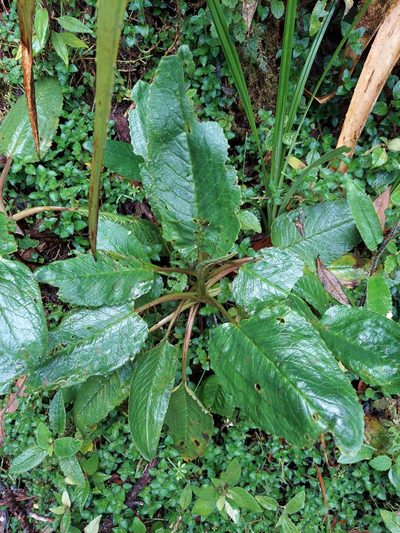 Rumex tolimensis, photographed by Adam Pitcher