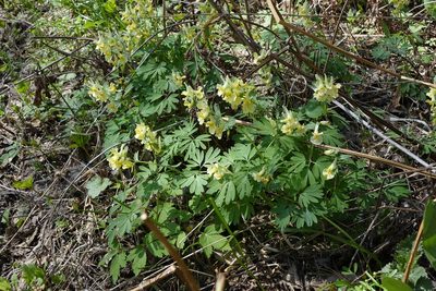 Corydalis bracteata, photographed by Oleg Kosterin