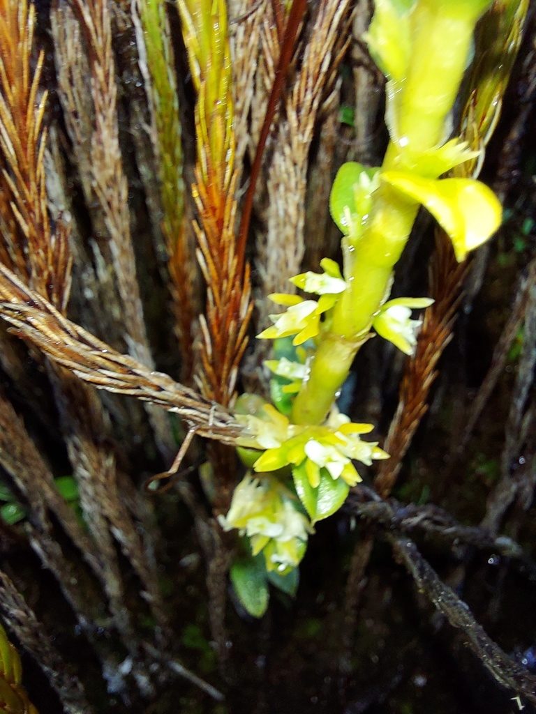 Fernandezia crystallina, photographed by Adam Pitcher
