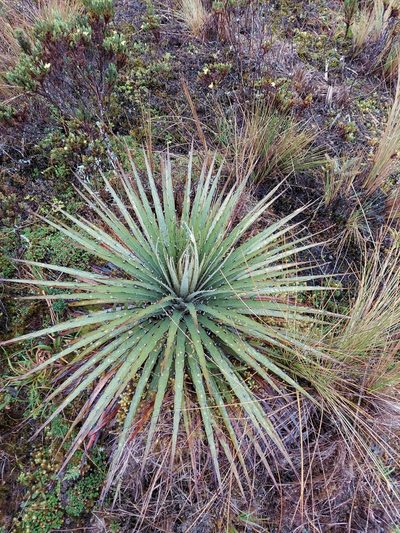 Puya clava-herculis, photographed by Adam Pitcher