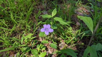 Ruellia pedunculata, photographed by Joseph Aubert