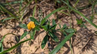 Stylosanthes biflora, photographed by Joseph Aubert