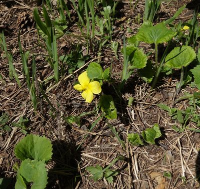 Viola uniflora, photographed by Oleg Kosterin