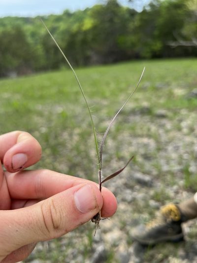 Sporobolus clandestinus, photographed by Nathan Aaron