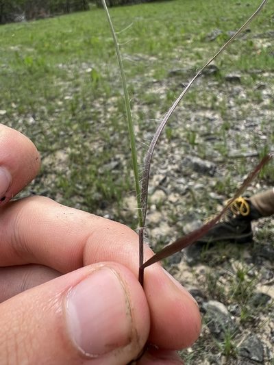 Sporobolus clandestinus, photographed by Nathan Aaron