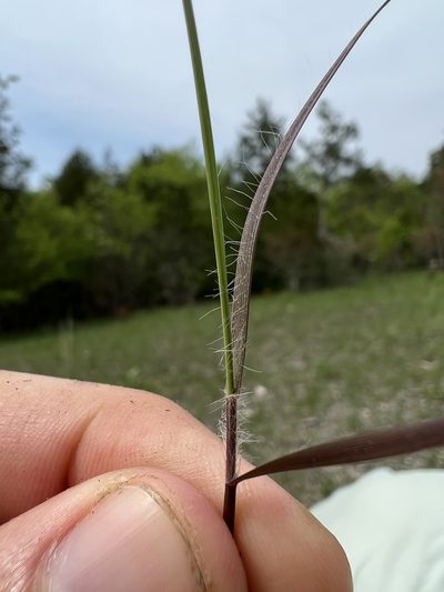 Sporobolus clandestinus, photographed by Nathan Aaron