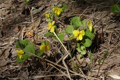 Viola uniflora, photographed by Oleg Kosterin