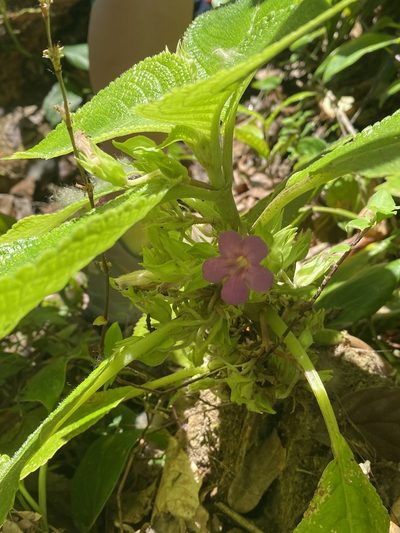 Chrysothemis melittifolia, photographed by Stephanie Tran