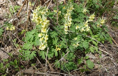 Corydalis bracteata, photographed by Oleg Kosterin