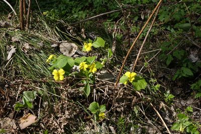 Viola uniflora, photographed by Oleg Kosterin