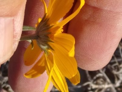 Heliomeris multiflora