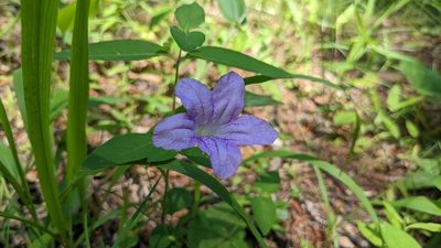Ruellia pedunculata, photographed by Joseph Aubert