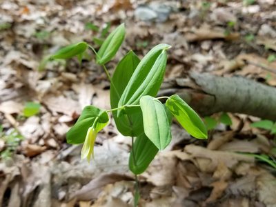 Uvularia perfoliata, photographed by Daniel McClosky