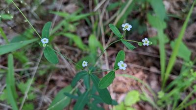 Euphorbia corollata, photographed by Joseph Aubert