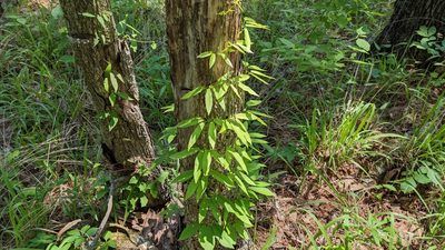 Bignonia capreolata, photographed by Joseph Aubert