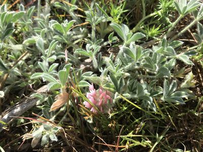 Trifolium andersonii, photographed by Leah Gardner