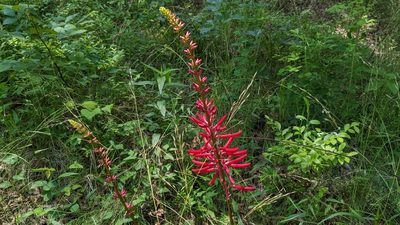Erythrina herbacea, photographed by Joseph Aubert