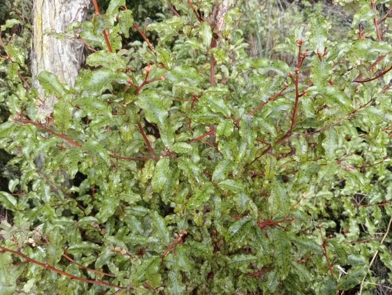 Myrsine australis, photographed by John Barkla