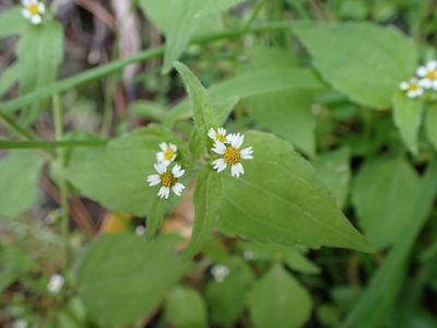 Galinsoga quadriradiata, photographed by Leon Perrie