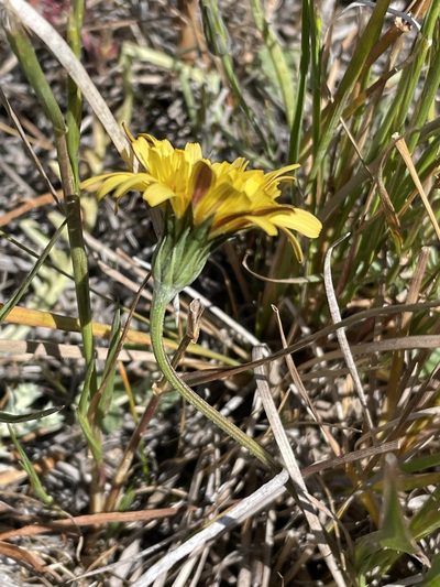 Microseris paludosa, photographed by Irene