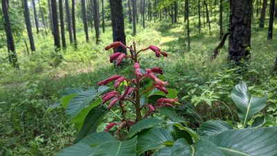 Aesculus pavia, photographed by Joseph Aubert