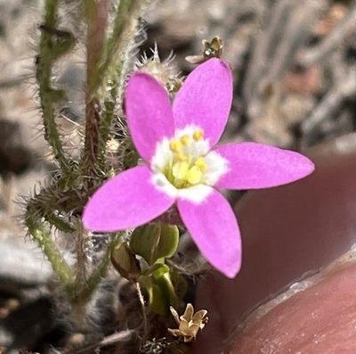 Zeltnera davyi, photographed by Henrik Kibak