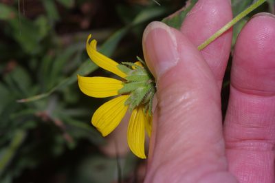 Engelmannia peristenia, photographed by Michelle W. （鍾偉瑋）