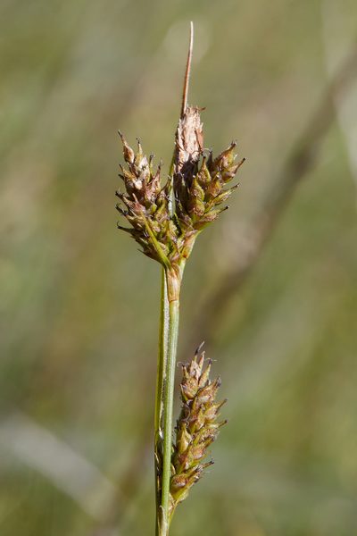 Carex gynodynama, photographed by Ken-ichi Ueda