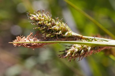 Carex gynodynama, photographed by Ken-ichi Ueda