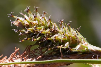 Carex gynodynama, photographed by Ken-ichi Ueda
