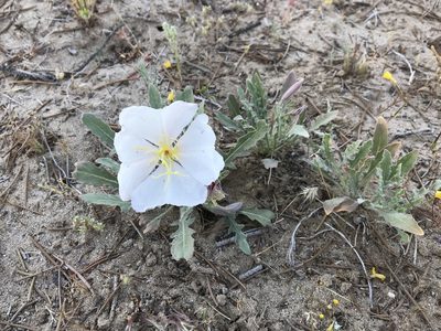 Oenothera avita, photographed by LJ Moore-McClelland