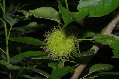 Maclura pomifera, photographed by Michelle W. （鍾偉瑋）