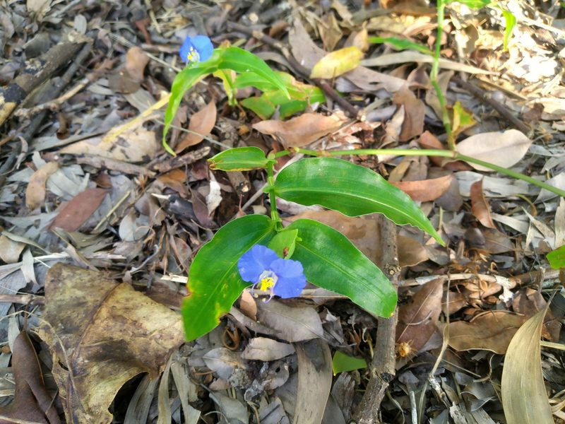 Commelina ensifolia, photographed by Steve Fitzgerald
