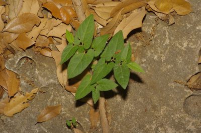 Aristolochia serpentaria, photographed by Michelle W. （鍾偉瑋）