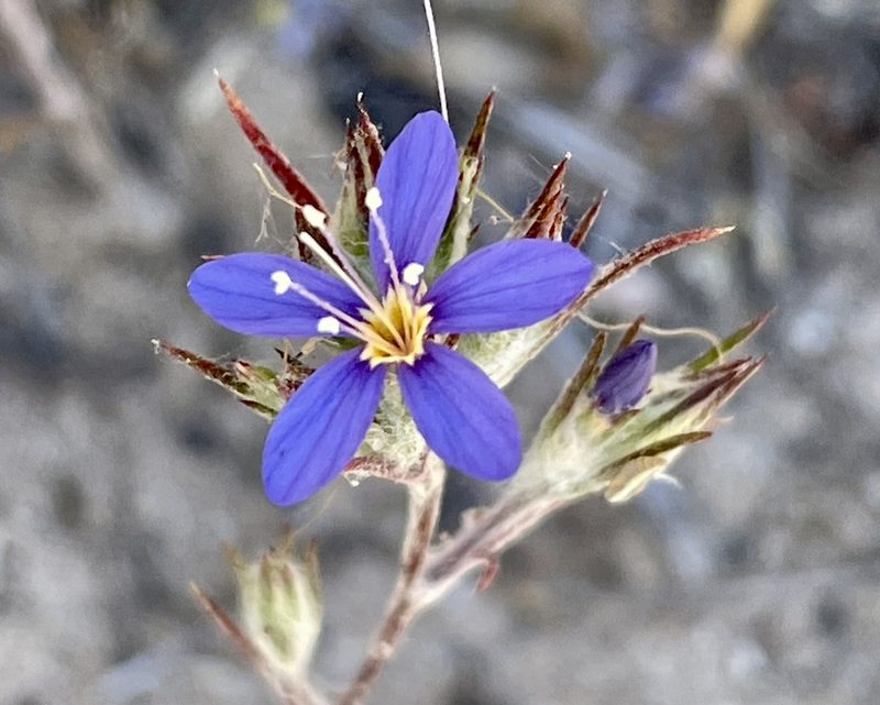 Eriastrum virgatum, photographed by Irene