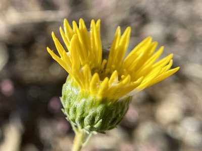 Grindelia hirsutula, photographed by Dutza K.