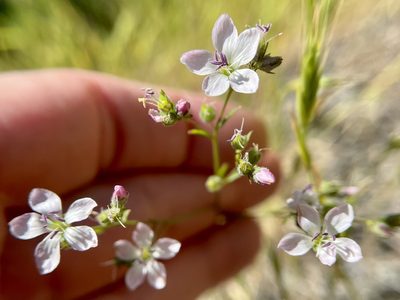 Linum congestum, photographed by Dutza K.