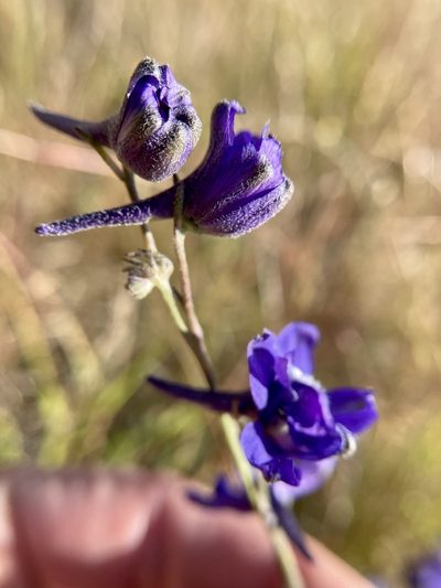 Delphinium hesperium, photographed by Dutza K.
