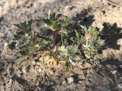 Loeseliastrum schottii