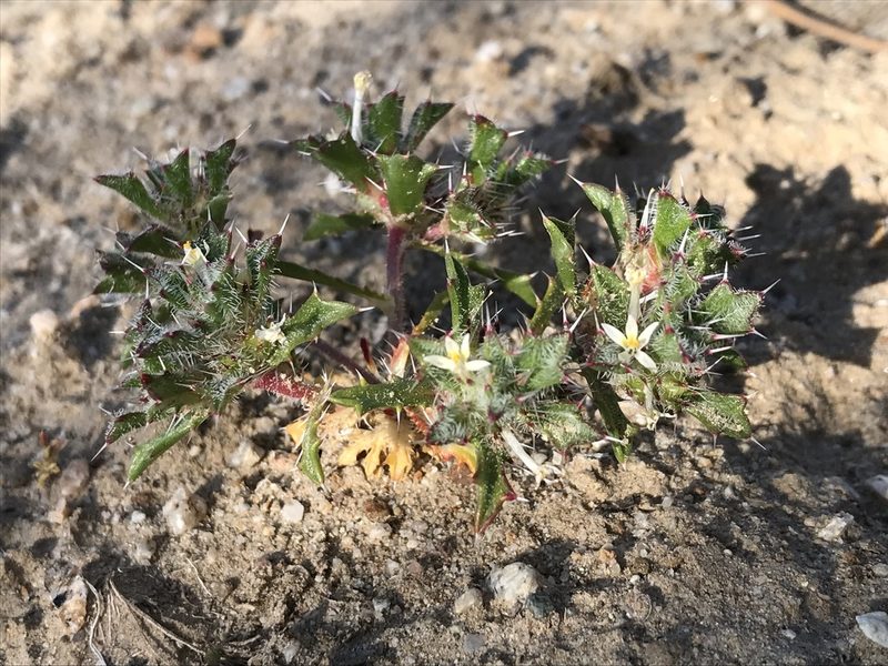 Loeseliastrum schottii, photographed by LJ Moore-McClelland